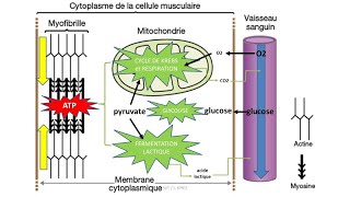 La contraction musculaire : sarcomère et myofilaments d'actine et de myosine