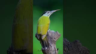 Greater yellow napped woodpecker #woodpecker #photography #nature #wildlife #birds #youtubeshorts