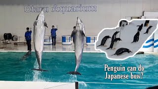 Dolphins Performance and Penguins Walk at Otaru Aquarium HOKKAIDO