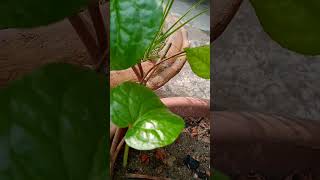 Betel leaf plant #gardening #betelleaf #plants