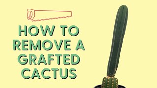 How to Remove a Grafted Cactus | De-Grafting 101