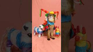 YOUR Cat Won't Wear the Pinata Costume Summer Loves! #shorts #cats