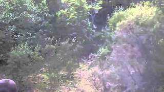 ОХОТА на кабана Wild boar hunting in Italy Full hunting trip with hunting dogs