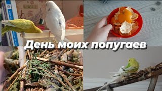 День моих попугаев //делаем копошилку