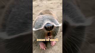 Spalax || Blind mole rats #shorts #shortvideo #mole