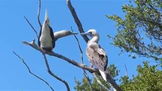 Le couple de fous à pieds rouges à Tikehau