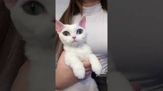 Devon Rex, девон-рекс