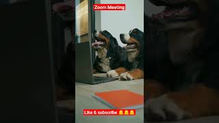 Dogs attending zoom classes #youtube #viral #dog #shorts