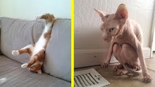 ORANGE CATS vs. NAKED CATS! Which cats are FUNNIER? - Super FUNNY CAT videos