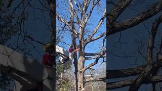 First time flying the bucket #youtubeshorts #treeing #chainsaw #awesome