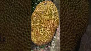 Too big jackfruit #food #shorts