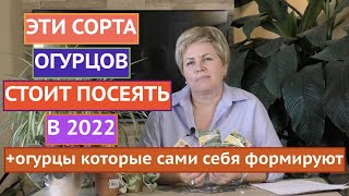 НЕ ПРОПУСТИТЕ ЭТИ СОРТА ОГУРЦОВ! ПРЯМОЙ ЭФИР ПО ОГУРЦАМ!