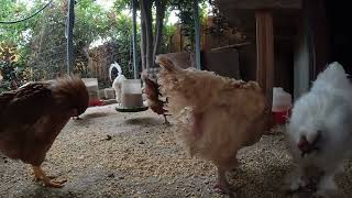 Backyard Chicken Fun Relaxing Video Hens Roosters ASMR!