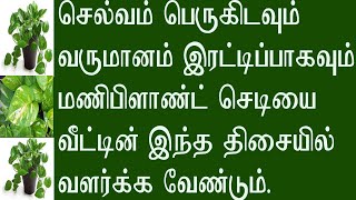 வீட்டில் செல்வம் பெருக மணி பிளாண்ட் செடியை இந்த திசையில் வளர்க்க வேண்டும்.Money Plant sedi valarppu.