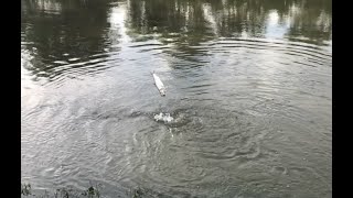 Kompilasi Lompatan Ikan Bulan