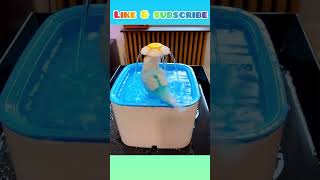 BUDGIE BATH TIME!! #birds #animal #viral #parrot #parakeet #parrot #shorts