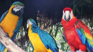 These colorful parrots are having a bitter verbal argument.