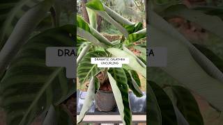 Time lapse video of dramatic CALATHEA UNCURLING #timelapse #garden #greengoatales