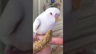 Satisfying video of parakeets eating millet! #Shorts #Millet #Parakeets