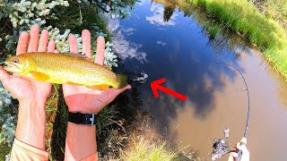 Sight Fishing RARE Apache Trout in Tiny Creek