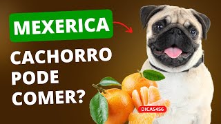 Dica pet:  CACHORRO PODE COMER TANGERINA OU MEXERICA?