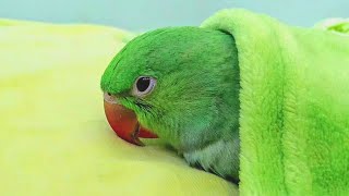 Super Cute Baby Parrot Sleeping