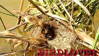 Mother bird raising her babies , bird feeding.