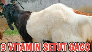 3 VITAMIN SETUTAN KAMBING CONTEST