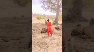 Handle angry camel #camel #animals #shortsviral #crazy #viralvideo