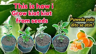 GROWING ORANGE AND KIAT KIAT ,FROM SEEDS IN THE PHILIPPINES