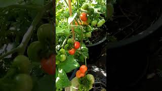 Tomatoes and Chilies | #garden #short #shortvideo #shorts #youtube #reels #shortfeed