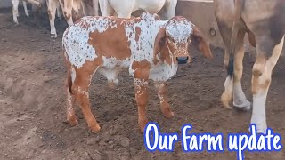 Our Farm Update|