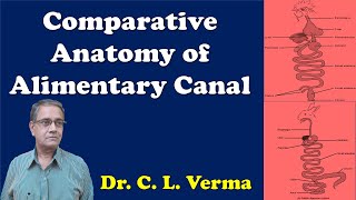 Comparative anatomy of Alimentary canal in Vertebrates