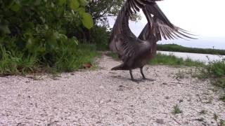 Brown Pelican (17-2003) Release