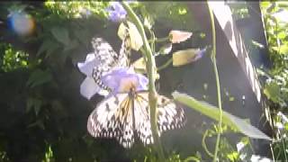 Butterfly Garden St Thomas Carribean