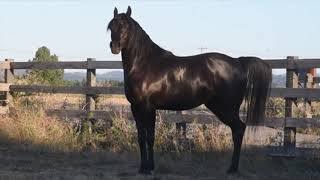 Arabian horse running | horse running video | horse | horses videos