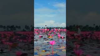 #happy #kerala #explore #travel #nature #keralatourism #entertainment #vijay #lotus #lotus