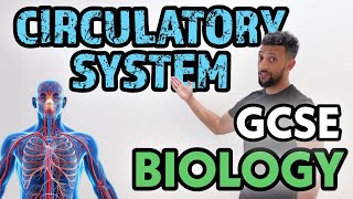 GCSE Biology - Circulatory System Rap