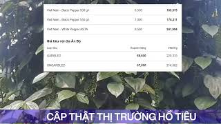 Giá tiêu hôm nay ngày 29/6/2024 tiếp đà tăng ở mức cao