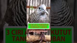 3 Ciri Asli Perkutut Tangguh Tuban #shorts #perkutut #perkututtangguhtuban #perkututlokal #burung