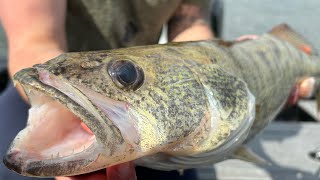 How To Fish the Detroit River! (Catch Clean and Cook) How to Filet a Walleye