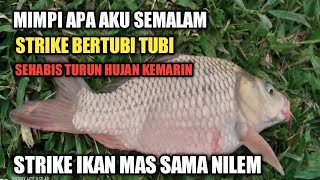 Strike Ikan Mas Ikan Nilem Bertubi Tubi @gondrongbrewok