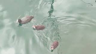 Baby coots of the lake!! what tenderness