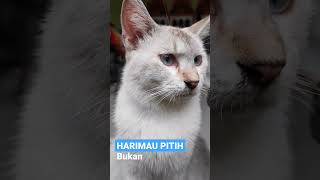 Hanya Keturunan Kucing Persia