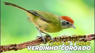 Canto do Pássaro Verdinho-coroado!