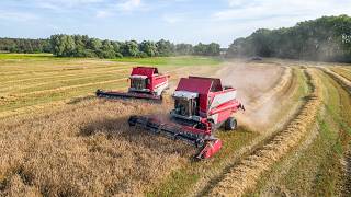 Žatva a zber balíkov I Harvest and straw baling 2024 I 3x Massey Ferguson, 3x Fendt, Case IH