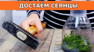 Бьём  фласку в непринужденной обстановке. Сеянцы Angraecum didieri,