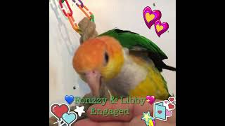 Fonzzy & Libby Caique parakeets engaged couple 🤣🤣🩵🩷