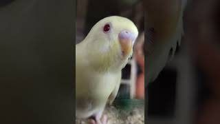 Red eye budgies budgerigar lutino budgies Akshimokshi8415