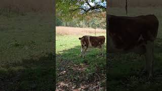 Unhelpful Cow